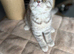 Scottish fold