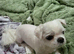 Korean Maltese boy for sale