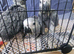 Hand-Reared Baby African Grey Parrot Looking for Forever Home