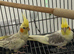 2 cockatiel