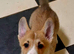 KC registered 1 bobtailed male puppy.