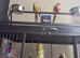 High Red Green cheek & Pineapple Conure