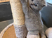 Cinnamon Male GCCF Pure Pedigree British Shorthair - Top Quality