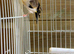 Beautiful white top Siberian goldfinch