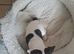 9 weeks old frenchy girl