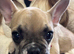 French Bulldog For Sale