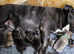 American Bully Pocket