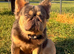 Fluffy French Bulldog Male