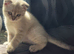 Scottish Fold and Scottish Straight
