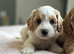 2 boys , 1 girl cockapoo puppies ready to leave us from 13th June