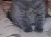 1 male BSH KITTENS LEFT READY TO LEAVE