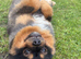 10 months old boy looking forever home