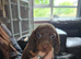 3 miniature dachshund pups