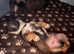 Jack Russell x Chihuahua puppies