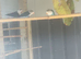 Young love birds