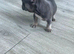 Blue and tan French bulldog