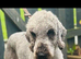 Bedlington terrier stud