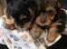 YORKSHIRE TERRIER PUPPIES BOYS READY NOW.