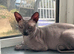 Dobby sphynx cat