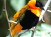 WEAVERBIRDS (Ploceidae)