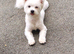Pomeranian cross