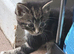 3 tabby kittens