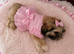 Beautiful Shih Tzu Girls Looking for Their Forever Homes