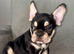 French bulldog puppies