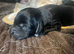 Labrador puppies