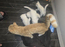 White kittens