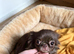 Chocolate apple head female chihuahua