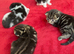 Beautiful kittens