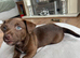 INTRODUCING OUR ADORABLE JACK RUSSELL PUPS