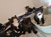 Kittens ready 26th June