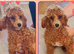Toy poodle