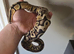 Pastel Trojan Het Clown Royal Python