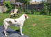 Rescued mix, lovely personality,2 years old