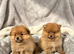 Pomeranian puppies