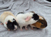 BABY TEDDY BOARS