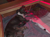 Beautiful italian-greyhound puppies