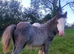Silver - Sweet Blue Blagdon Cob Yearling Gelding