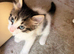 Beautiful 2-Month-Old Healthy & Playful Kittens Looking for Loving Homes