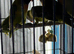 Baby lovebirds Glasgow