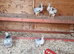 Chickens need new home