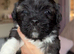 Lhasa Apso puppies for sale