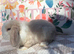 Baby mini lops