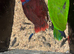 Parrot