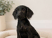 Labradoodle puppies
