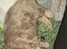 KC Fluffy French Bulldog Puppies