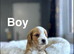 Kikki stunning litter now 8 weeks and ready to leave